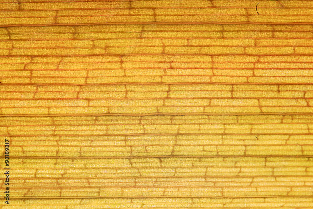 Fototapeta premium texture plant fiber leaf to the light