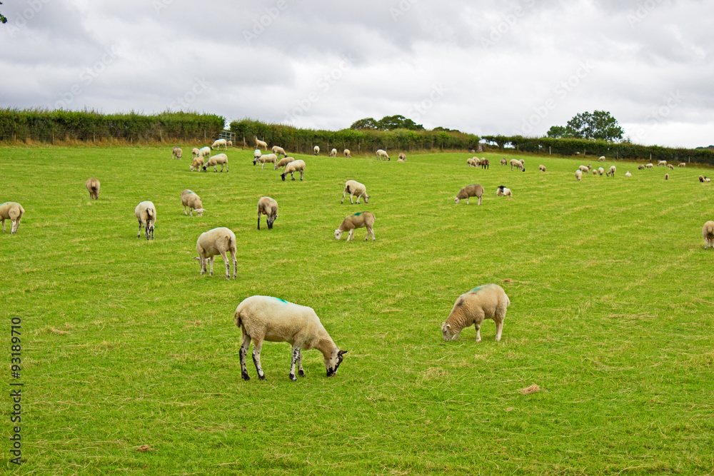 Sheep grazing grass