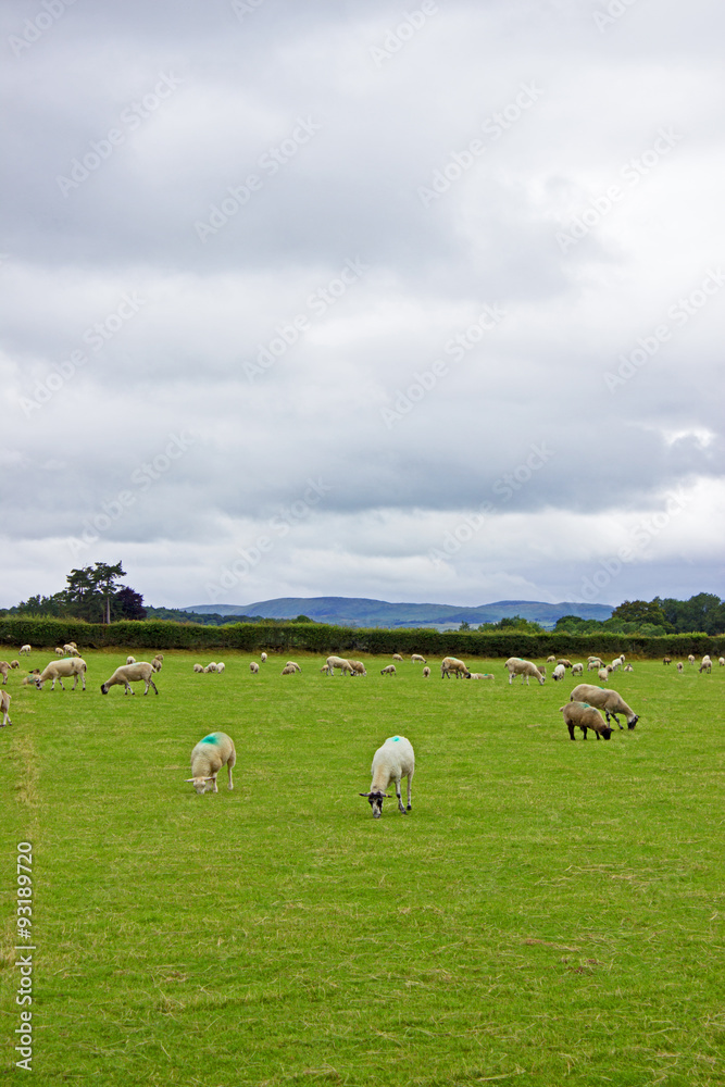 Seep grazing grass