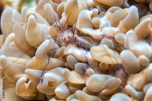 Vir philippinensis shrimp in bubble coral photo