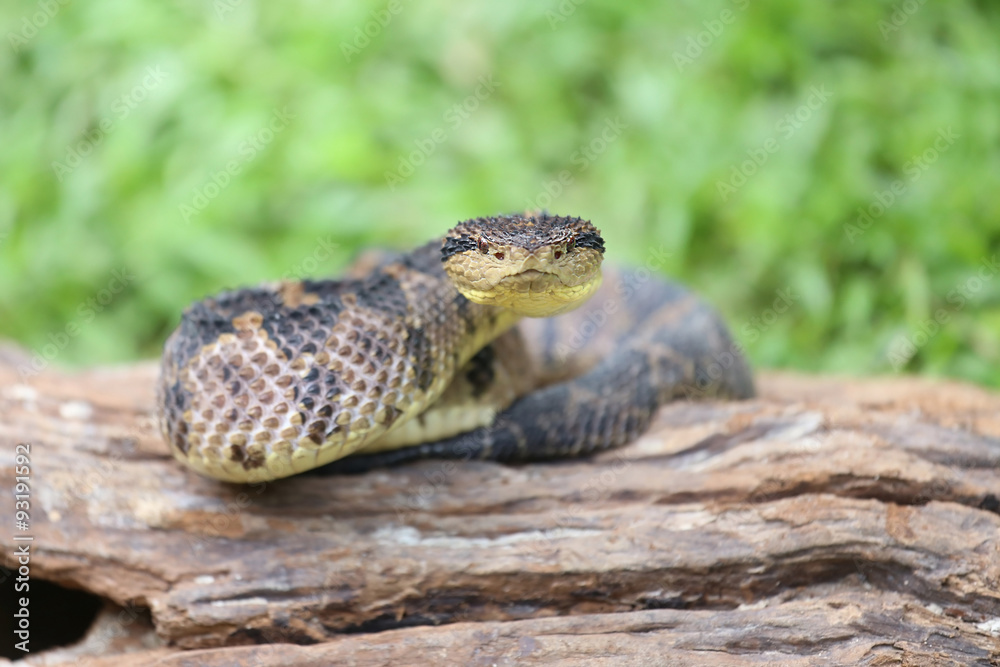 Jumping Pit Viper (atropoides Mexicanus) Jumping Pit Viper (atropoides Mexicanus)