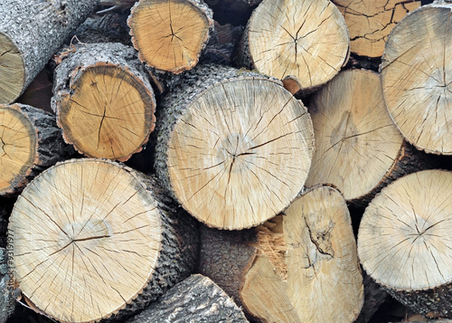 The picture shows a large number of timber harvested as building material and firewood
