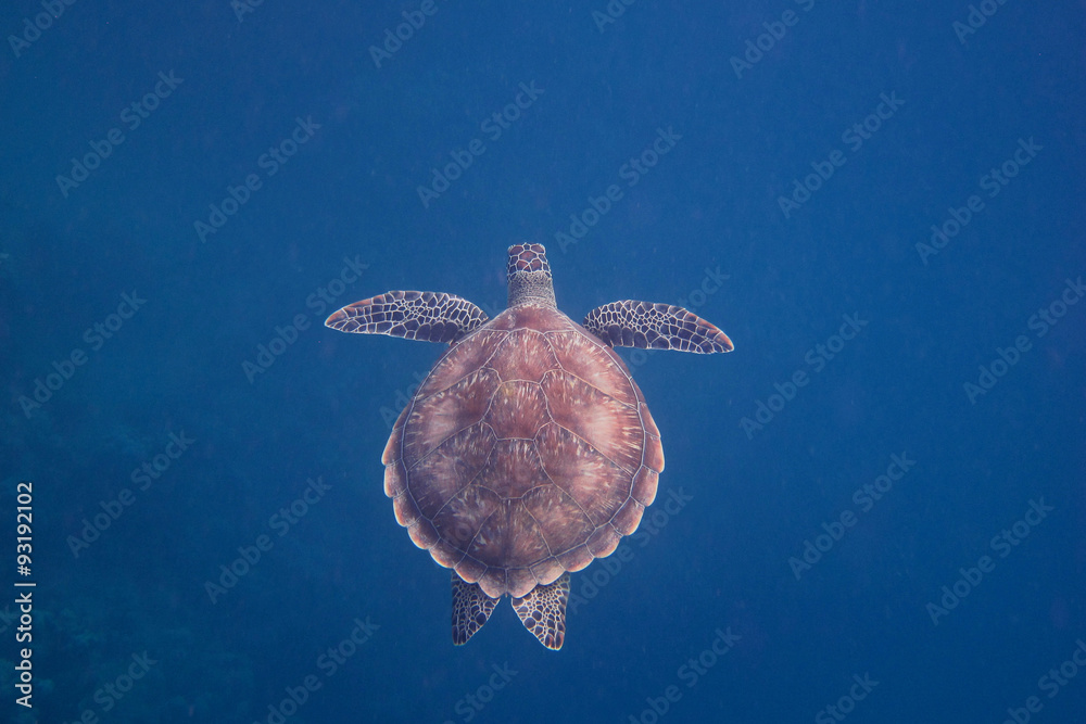 Obraz premium meeresschildkroete im blauen wasser