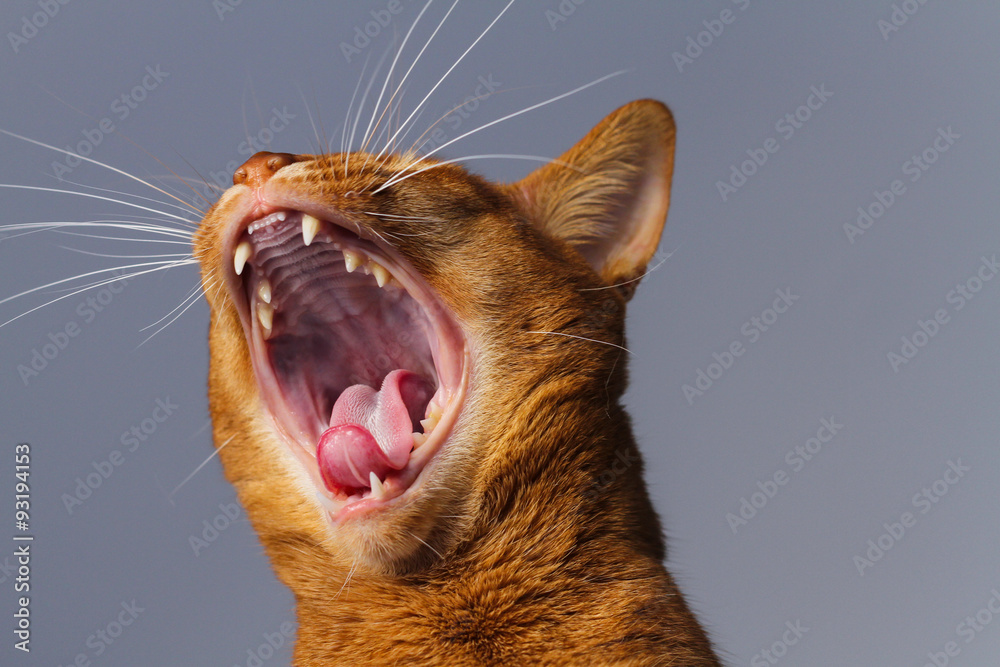 Fototapeta premium A close up of an Abyssinian male cat yawning / roaring on grey background