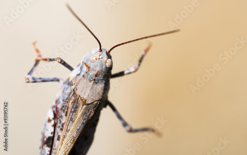 Macro Toothed Dune Grasshopper
 (Trimerotropis agrestis)  photo