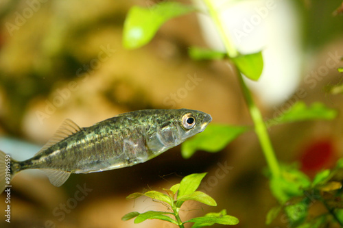 Three-spined stickleback  (Gasterosteus aculeatus)