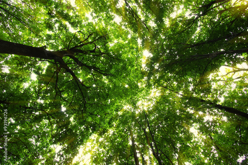 Fototapeta premium Forest with sunlight