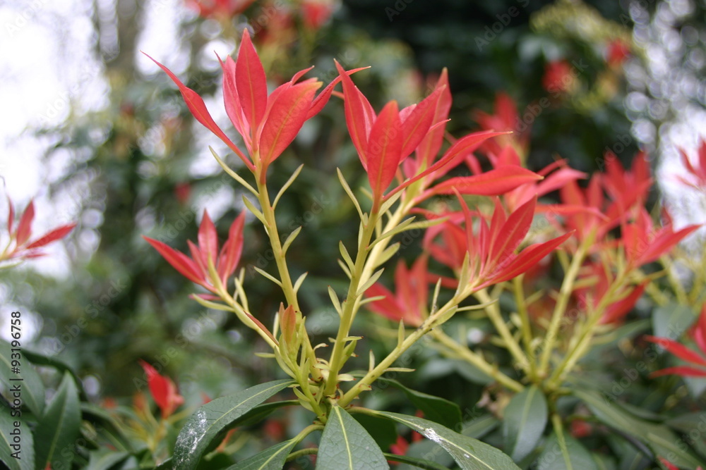 Obraz premium Shrub with red young leaves