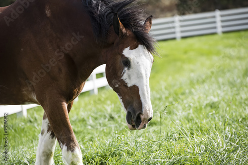 Fototapeta Naklejka Na Ścianę i Meble -  Clydesdale Feeding on Grass