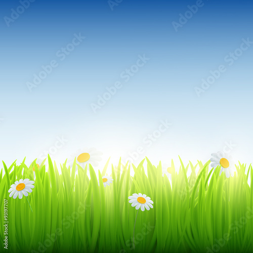 Green grass with flowers.