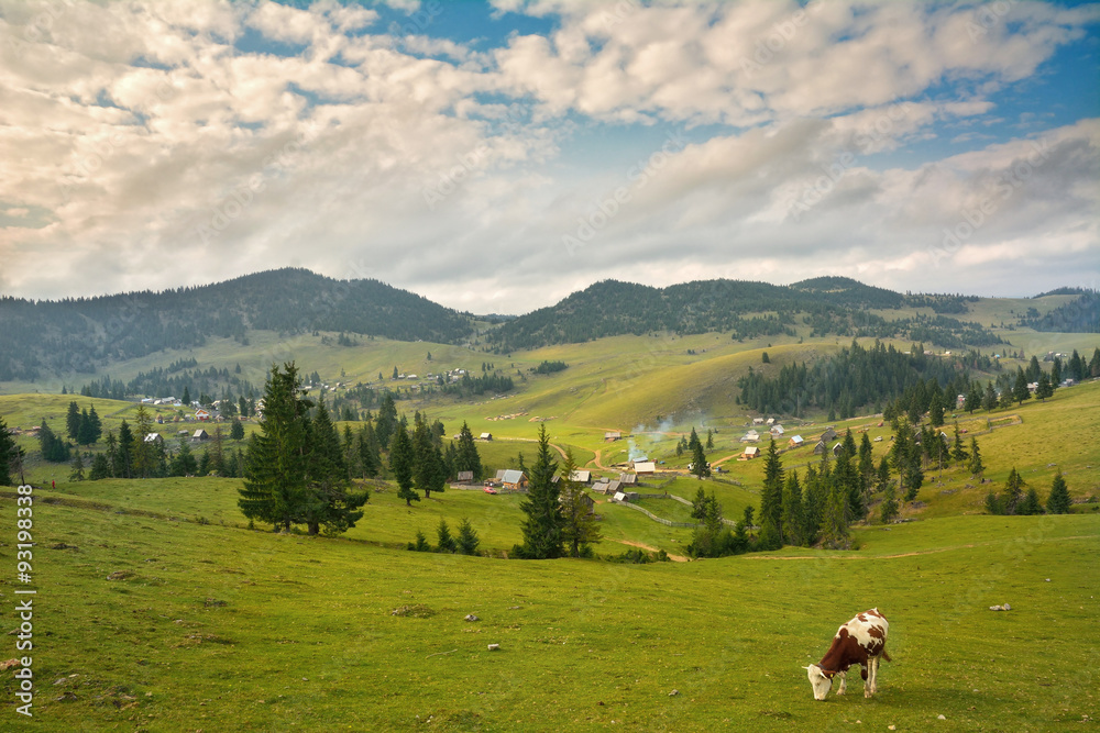 Camp cows grazing in Carpathians