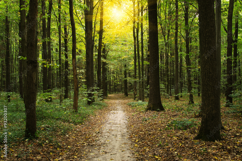 Fototapeta premium Las ze światłem słonecznym