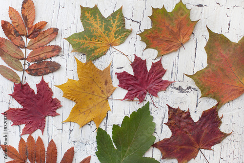 Pressed autumn leaves on wooden background