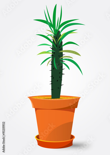 Pachypodium cactus in pot