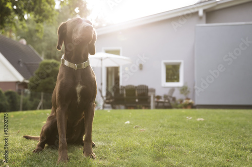 Germany, Eggersdorf, dog sitting on lawn in garden photo