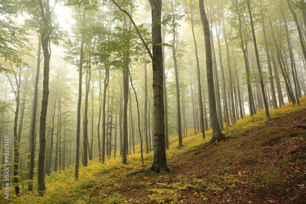 Fototapeta premium Beech forest in misty weather at the beginning of autumn.