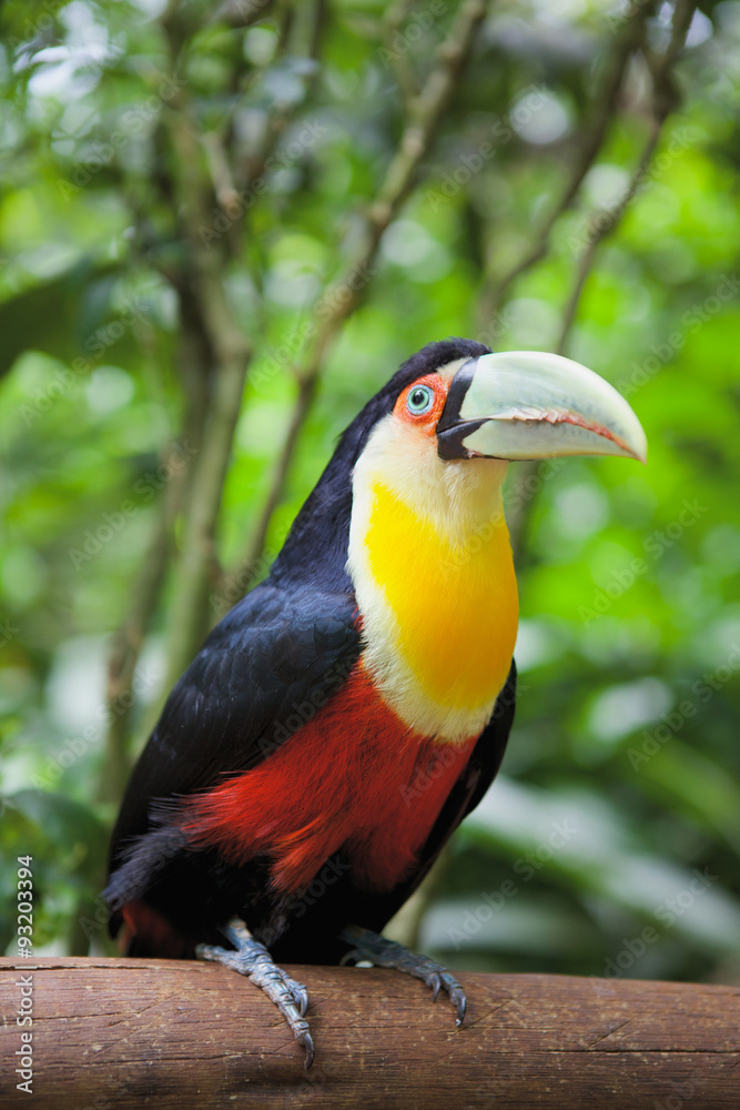 Toucan bird in Brazilian Zoo Toucan bird in Brazilian Zoo