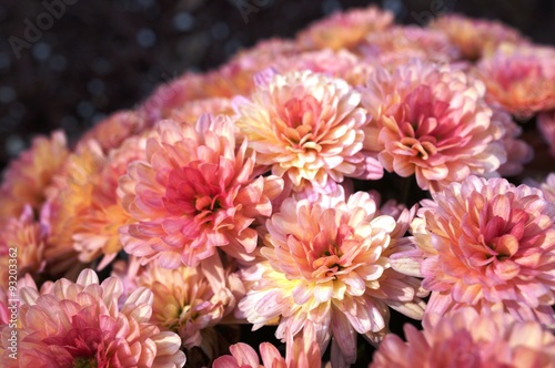 Pink and orange chrysanthemum flower background