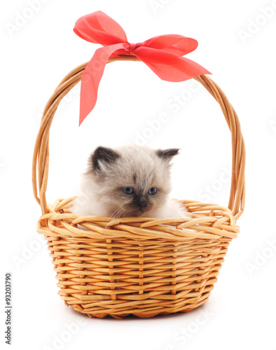 Gray kitten in a basket.