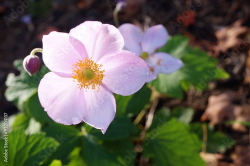 Pale pink Japanese anemone flower in bloom