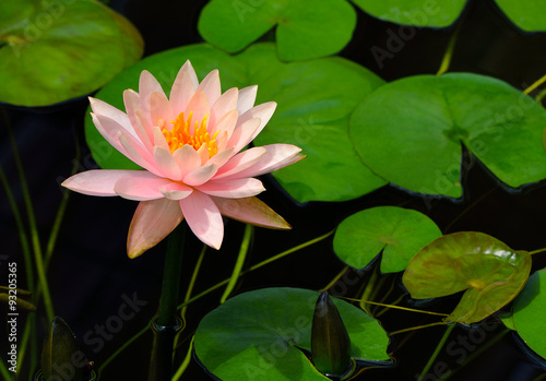 lotus flower