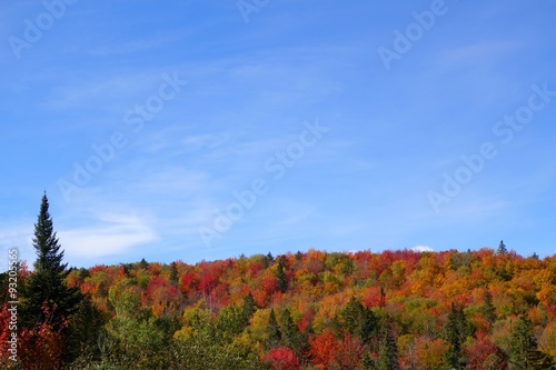 the colorful new england trees in autumn