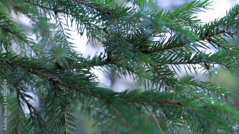 Panning shot of a spruce twigs with water drops
