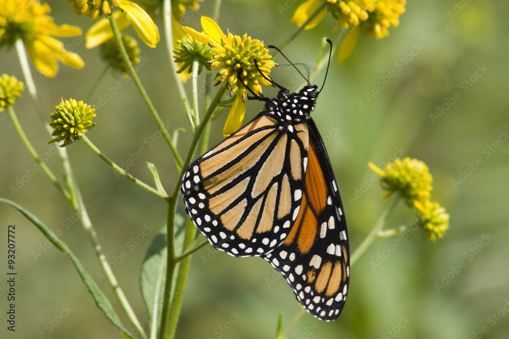 Obraz premium Monarch Butterfly Feeding on Yellow Wildflowers