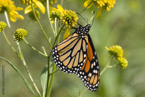 Monarch Butterfly Feeding on Yellow Wildflowers © Jill Lang