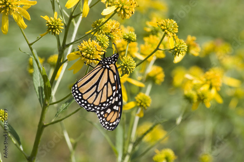 Monarch Butterfly Feeding on Yellow Wildflowers © Jill Lang