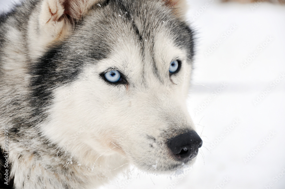 Husky portrait