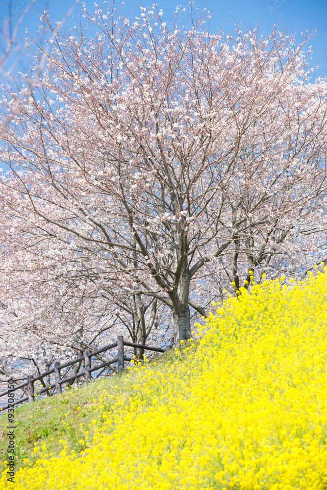 桜と菜の花（縦写真）