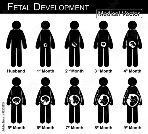 Fetal development ( pregnant woman and fetal growth in womb ) ( step by step ) ( Medical , Science and Healthcare concept ) ( husband and wife concept ) ( flat , black and white design )