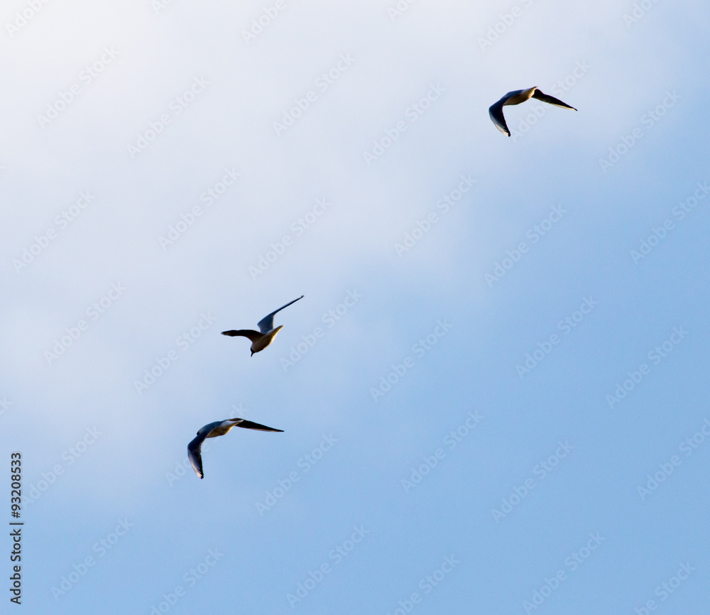 a flock of birds in the sky