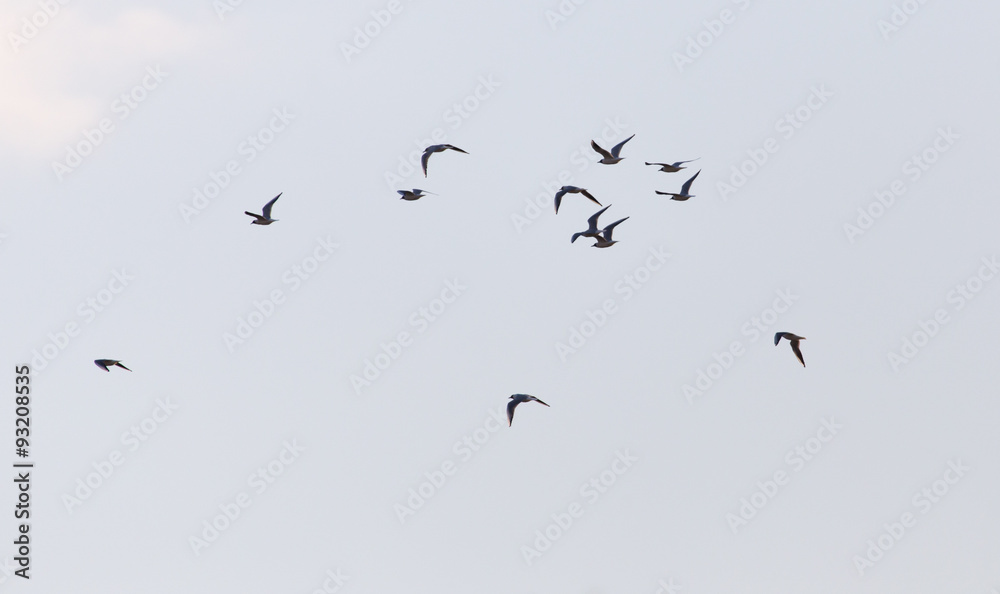 Fototapeta premium a flock of birds in the sky