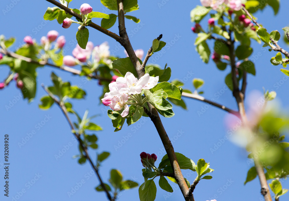 flowers on apple trees against the blue sky outdoors flowers on apple trees against the blue sky outdoors