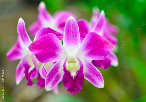 orchid flower on green background