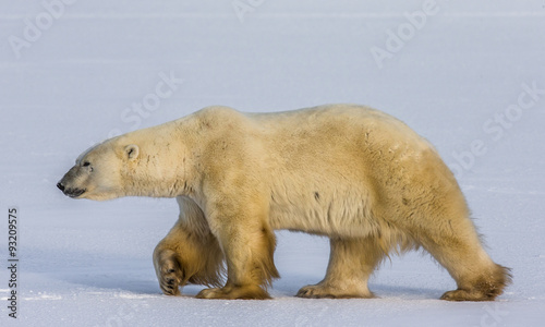 A polar bear on the tundra. Snow. Canada. An excellent illustration. © gudkovandrey