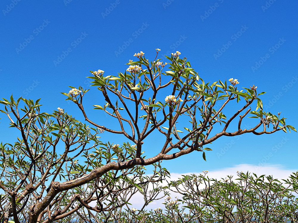 White Plumeria Trees with the blue sky (Frangipani, Pagoda tree or Temple tree)