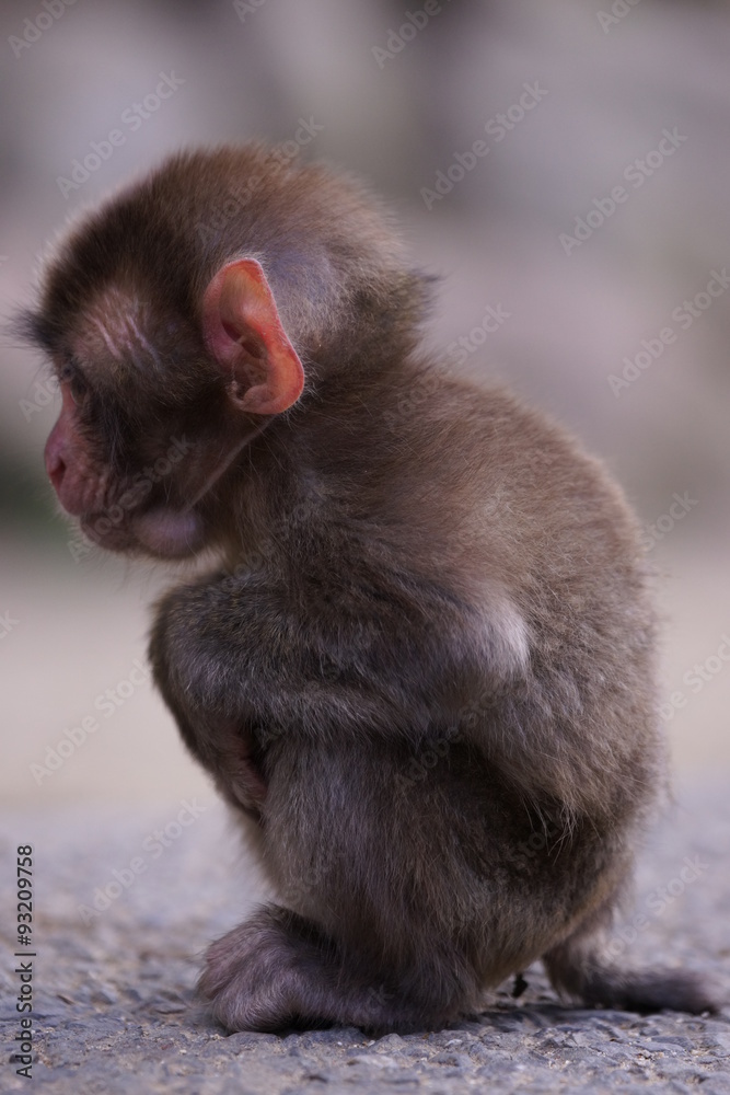小さく丸まっている子猿の横からの姿 Stock 写真 Adobe Stock 小さく丸まっている子猿の横からの姿 Stock 写真 Adobe Stock