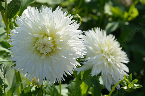 Fototapeta Naklejka Na Ścianę i Meble -  Weiße Dahlie - Dahlia x Hortensis 