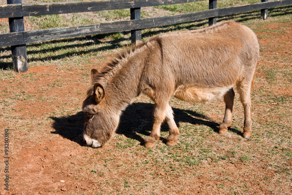 Fototapeta premium Pregnant Mini Donkey