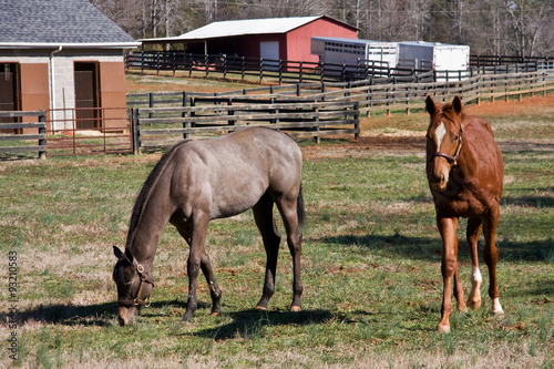 Race Horses at a Farm