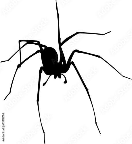 Silhouette of spider