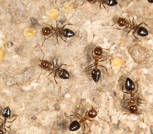 ants on the ground. close © schankz