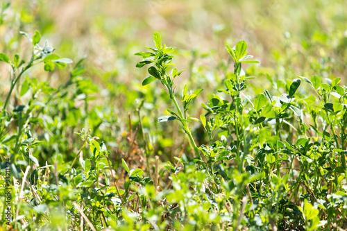 Clover in nature photo