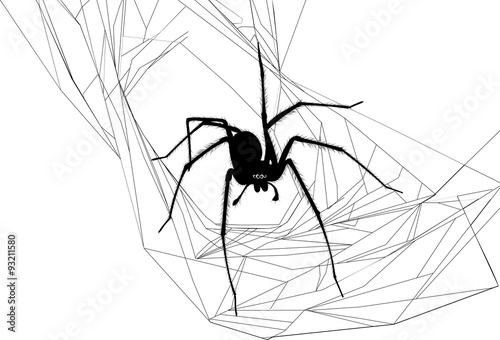 spider and spider web