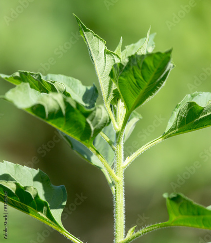 green leaves of a sunflower on nature