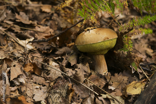 Beautiful mushroom on grass forest covered by some leafs