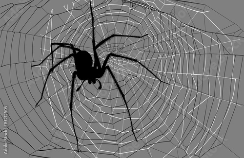 spider and spider web